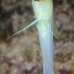 jawfish_yellowhead_dw_wc_v_0543_tci0903.jpg